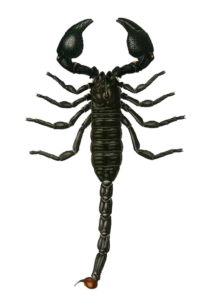 El emperador Escorpión (Buthus Afer) ilustrado