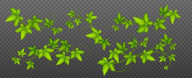 Enredaderas de hiedra hojas verdes de la planta enredadera