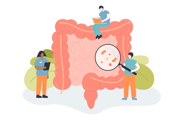 Equipo de pequeños médicos revisando el intestino en busca de inflamación. Personas que examinan intestinos o colon, ilustración vectorial plana del sistema digestivo. Salud, concepto de medicina para banner o página web de inicio
