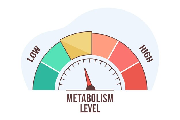 Escala de nivel de metabolismo de infografía plana con flecha y valor de medición