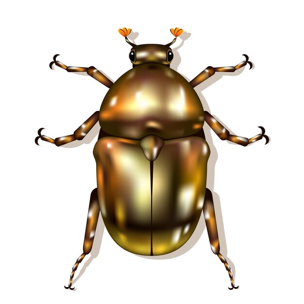 Escarabajo de bronce aislado