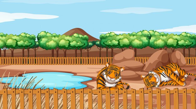 Escena con dos tigres en el zoológico.