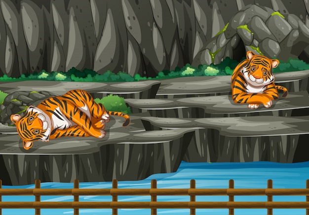 Escena con dos tigres en el zoológico.