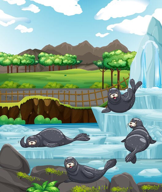 Escena con focas en el zoológico