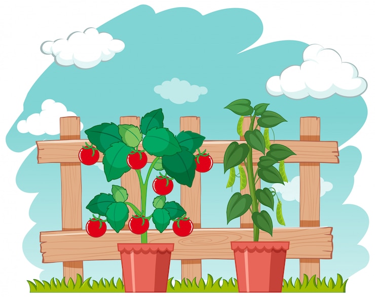 Vector gratuito escena de la granja con cultivo de hortalizas frescas