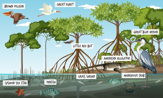 Vector gratuito escena del paisaje del bosque de manglares durante el día con muchos animales diferentes