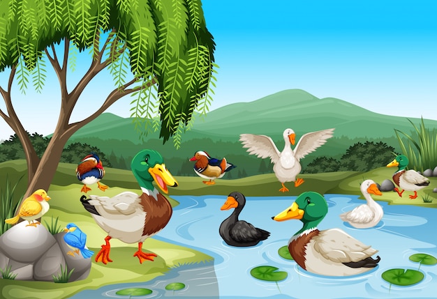 Vector gratuito escena del parque con muchos patos y aves.