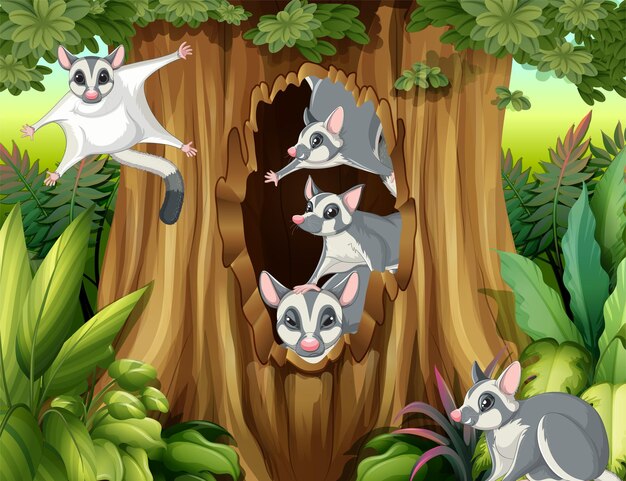 Escena con planeadores de azúcar en el bosque.
