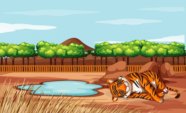 Escena con tigre en el zoológico