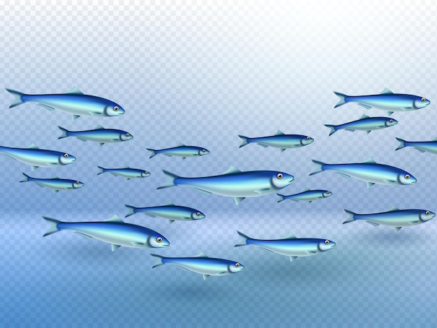 Escuela de colonias de peces nadando alargada en dirección de movimiento grupo forma agua fondo transparente imagen realista vector ilustración