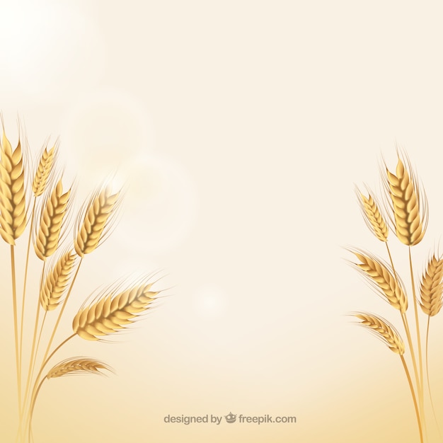 Espigas de trigo natural