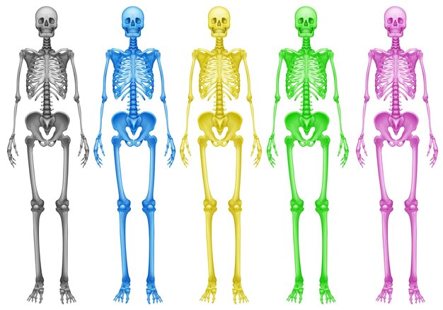 esqueletos de colores
