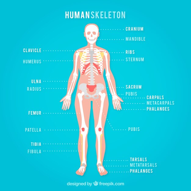Esquelo humano en un fondo azul