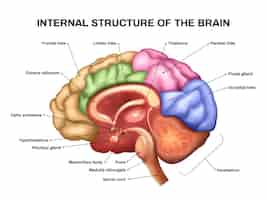Vector gratuito esquema de anatomía cerebral realista con ilustración de vector de estructura interna