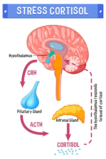 Vector gratuito esquema del sistema de estrés cortisol