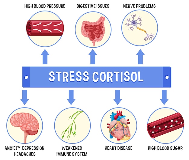 Esquema del sistema de estrés cortisol
