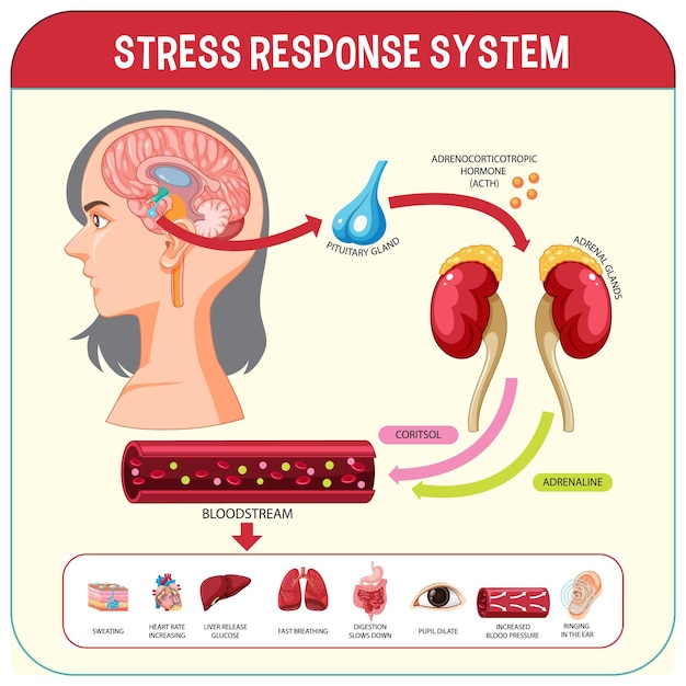 Vector gratuito esquema del sistema de respuesta al estrés