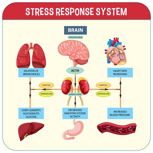 Esquema del sistema de respuesta al estrés