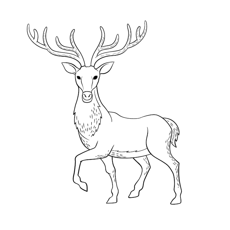 Vector gratuito esquema de venado dibujado a mano