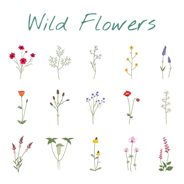 Establecer colección de ilustración de flores silvestres