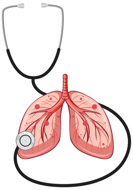 Estetoscopio y pulmones sobre fondo blanco.