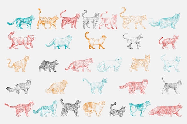 Estilo de dibujo de la ilustración de la colección de razas de gatos