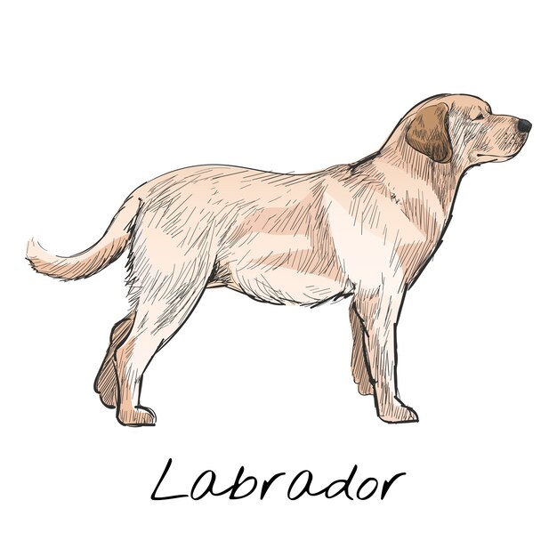 Estilo de dibujo de ilustración de perro