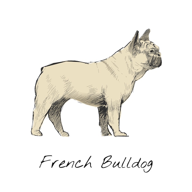 Estilo de dibujo de ilustración de perro