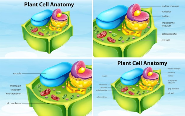 Vector gratuito estructura de la anatomía de la célula vegetal.