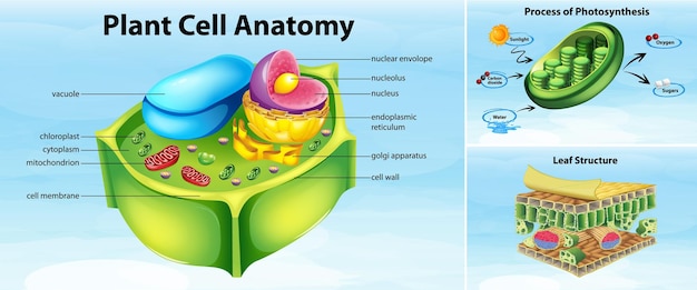 Vector gratuito estructura de la anatomía de la célula vegetal.