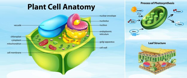 Estructura de la anatomía de la célula vegetal.