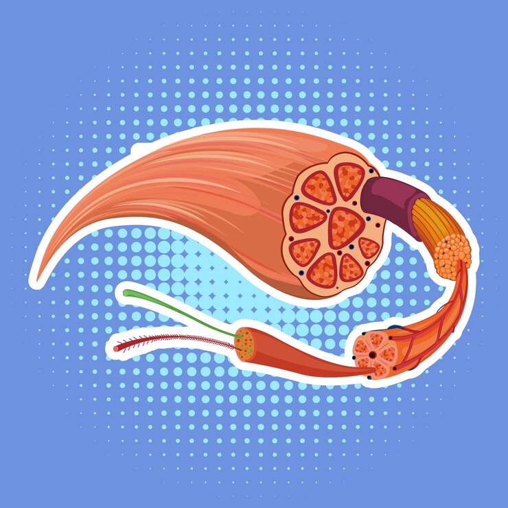 Vector gratuito estructura de la anatomía del músculo humano