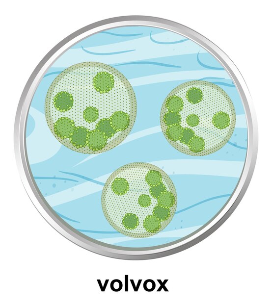 Estructura de la anatomía de Volvox sobre fondo blanco.