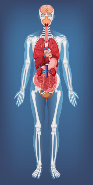 Estructura Anatómica Cuerpo Humano