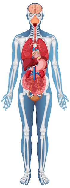 Estructura Anatómica Cuerpo Humano
