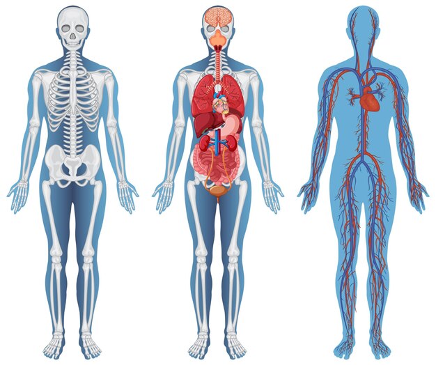 Estructura Anatómica Cuerpos Humanos