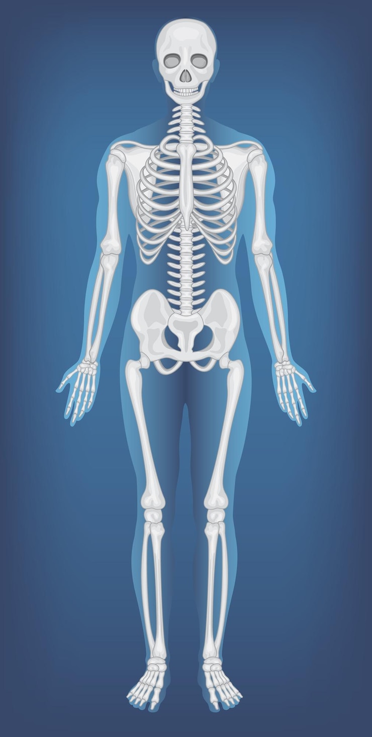 Vector gratuito estructura anatómica esqueleto humano