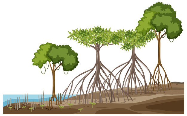 Estructura del bosque de manglares en blanco