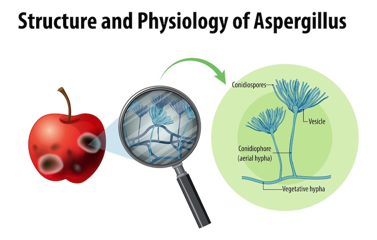 Vector gratuito estructura y fisiología de apple aspergillus