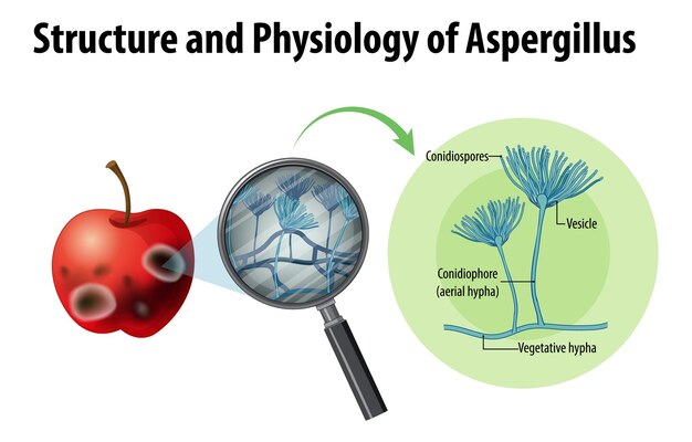 Estructura y fisiología de Apple Aspergillus