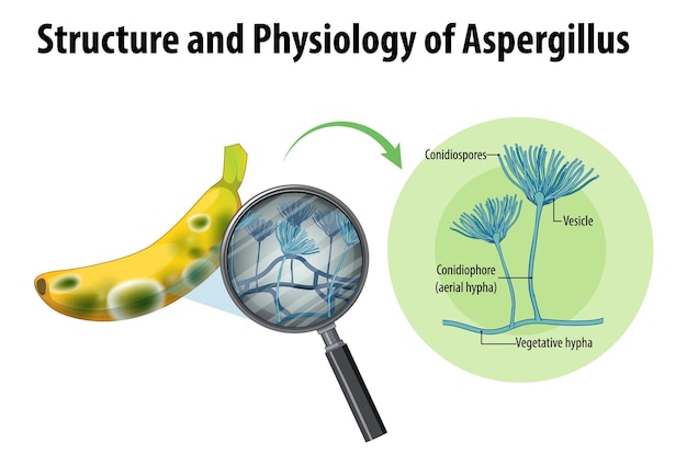 Estructura y fisiología del banano Aspergillus