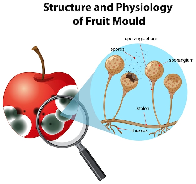 Estructura y fisiología del moho de la fruta.