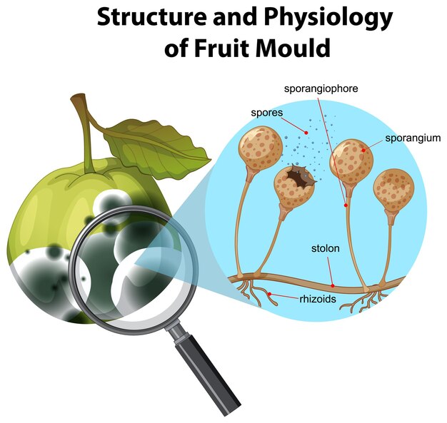Estructura y fisiología del moho de la fruta.