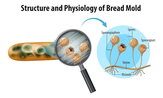 Estructura y fisiología del moho del pan.