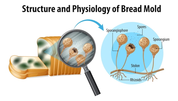 Estructura y fisiología del moho del pan.