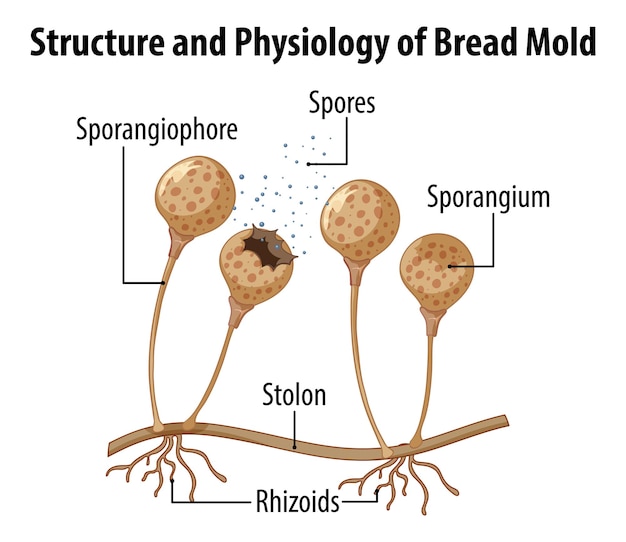 Estructura y fisiología del moho del pan.