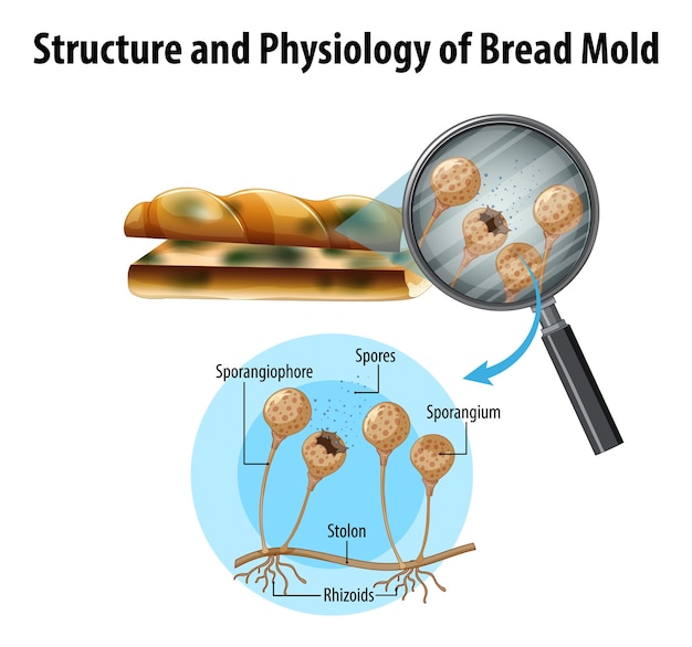 Estructura y fisiología del moho del pan.