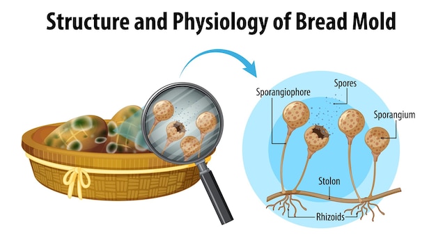 Estructura y fisiología del moho del pan.