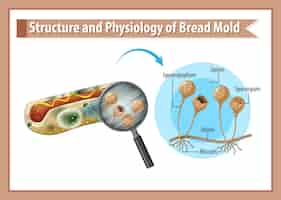 Vector gratuito estructura y fisiología del moho del pan.