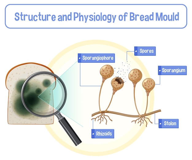 Estructura y fisiología del moho del pan.